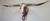 Authentic Longhorn Skull with Brown & White Cowhide & Copper Glass