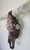 Authentic Longhorn Skull with Brindle Cowhide & Bronze Glass Bands