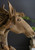 Driftwood Mustang Sculpture