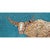 Southwest Longhorn on Blue Canvas Print