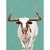 Longhorn Stare Canvas Print