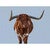 Longhorn Evening Canvas Print