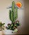 Cactus Skull Sunset II Metal Wall Art