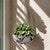 Elevate Hanging Planter