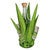Lime Green Agave Tequila Set - Medium
