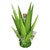 Lime Green Agave Tequila Set - Large