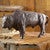 Wandering Buffalo Sculpture