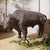 Wandering Buffalo Sculpture