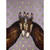 Donkey Pair with Dots Canvas Print