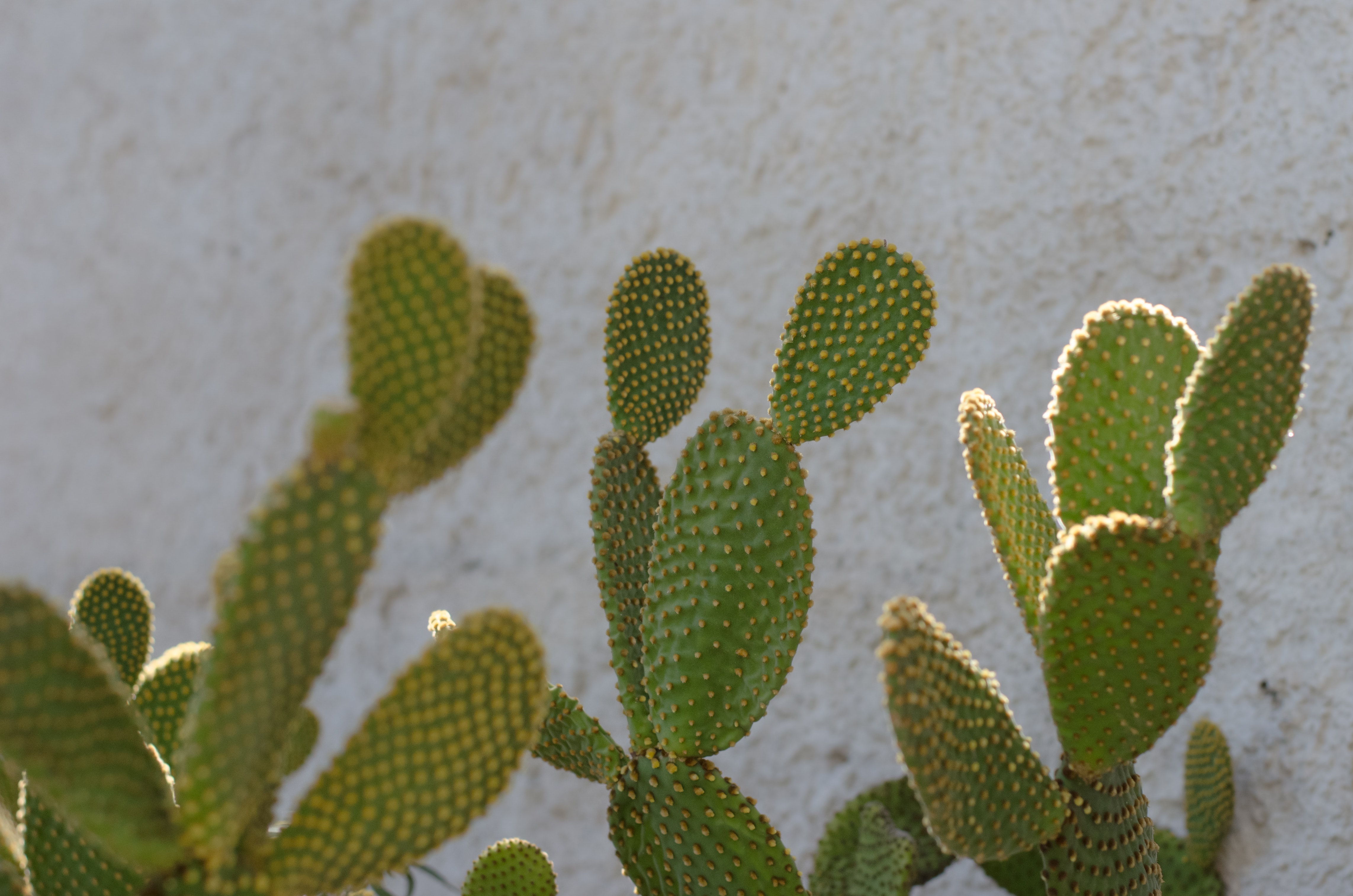 Popular Cacti of the Southwest