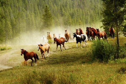 Wild Horses in America
